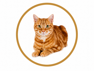 Cat Products