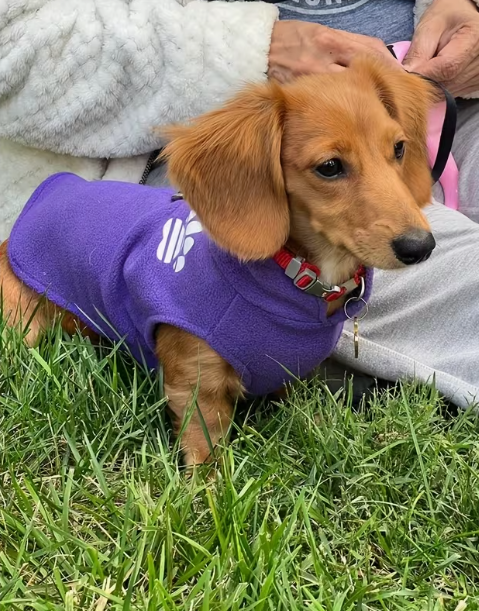 PawStars Dogs Pet Fleece Vest