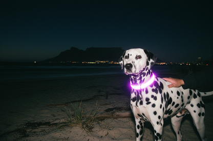 PawStars   LED Collar