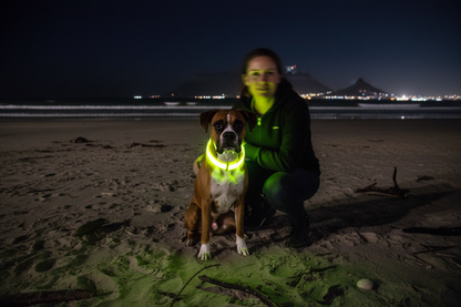PawStars   LED Collar